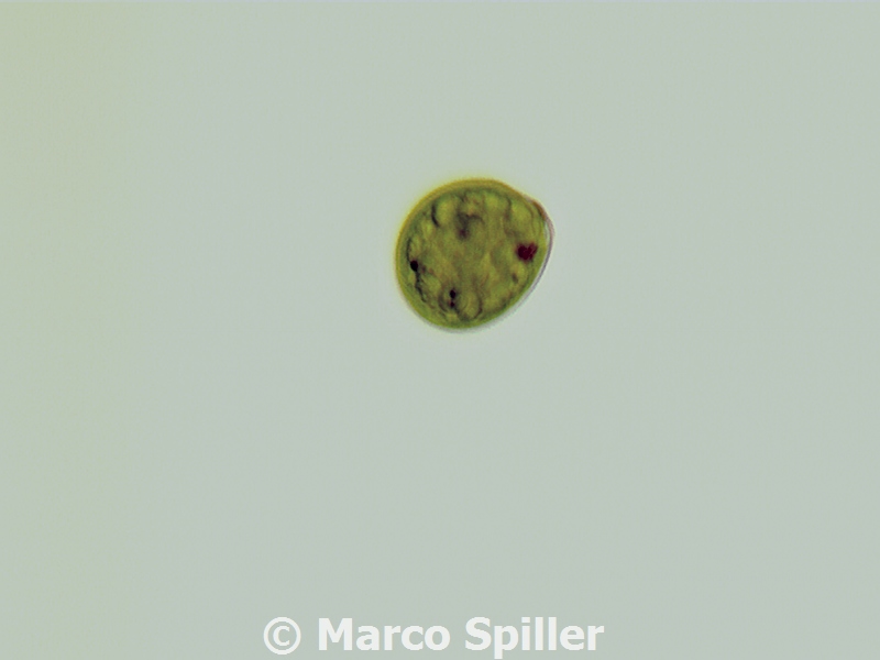 Chlamydomonas